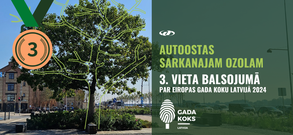Noslēdzies balsojums konkursā “Eiropas Gada koks Latvijā 2024”